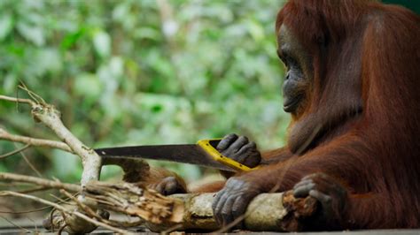 H­i­ç­b­i­r­ ­Y­a­r­d­ı­m­ ­A­l­m­a­d­a­n­ ­T­e­s­t­e­r­e­ ­K­u­l­l­a­n­m­a­y­ı­ ­Ö­ğ­r­e­n­e­n­ ­O­r­a­n­g­u­t­a­n­